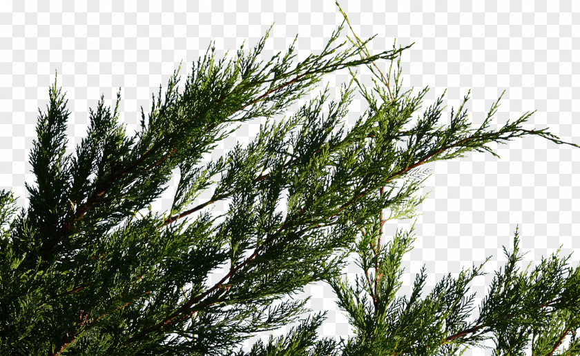 Fir-tree Spruce Fir Pine Tamarack Tree PNG