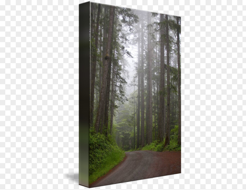 Forest Road Woodland Spruce-fir Forests Temperate Coniferous Biome PNG