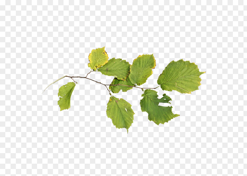 Internet Element Grapevines Grape Leaves Herb Leaf Branching PNG