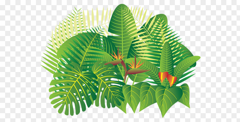Jungle Forest Tropical Rainforest Tropics Plant PNG