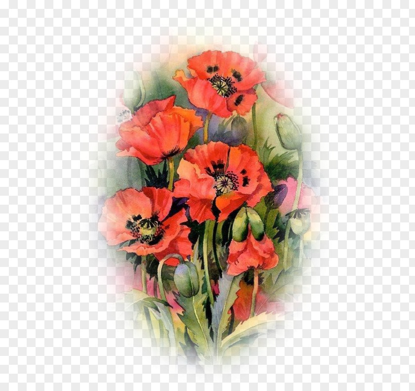 Poppy Oriental Poppies Watercolor Painting Common PNG