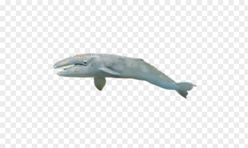 Toy Monterey Bay Aquarium Gray Whale Safari Ltd Cetacea Bowhead PNG