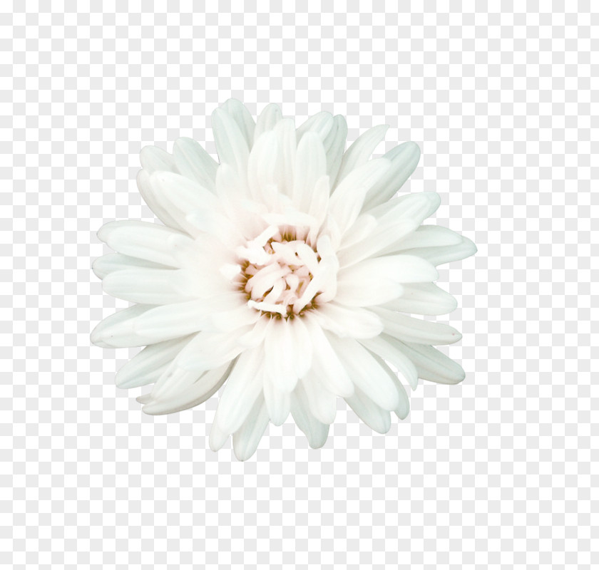 White Flowers Flower Petal PNG