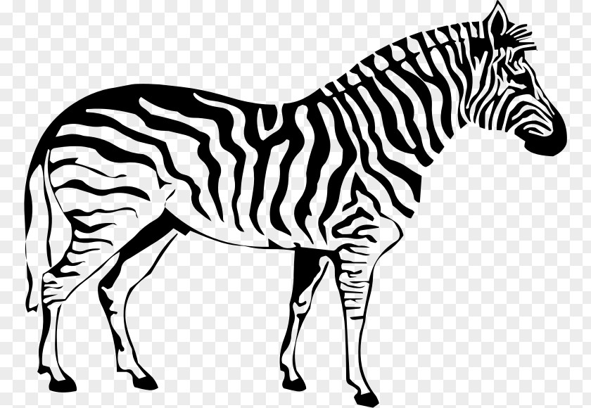 Zebra Coloring Book Drawing Stripe Adult PNG