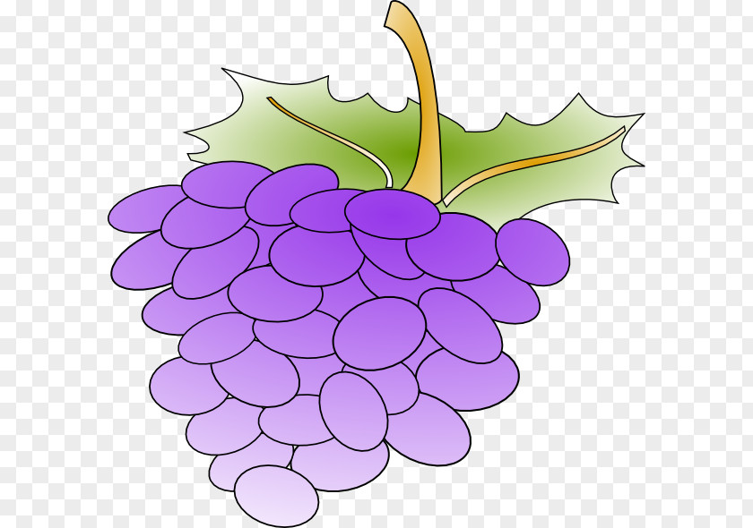 Grape Common Vine Wine Leaves Clip Art PNG