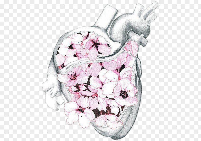 Heart Human Anatomy Body PNG