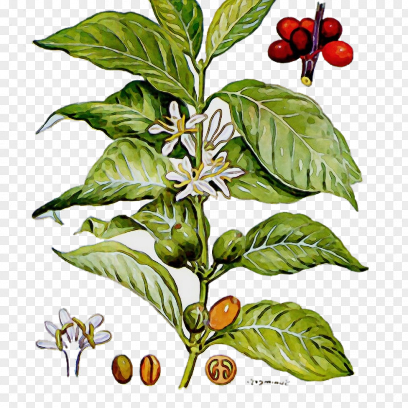 Nightshade Family Tabasco Pepper Plant Flower Leaf Herb Morinda PNG