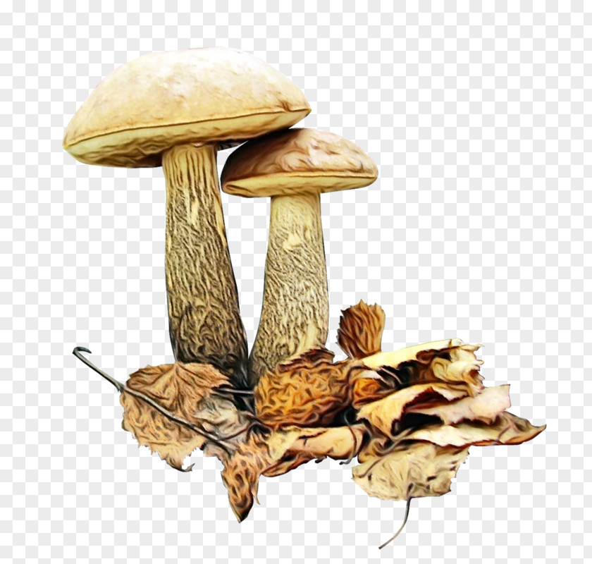 Plant Oyster Mushroom Cartoon PNG