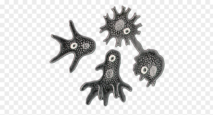 Starfish Body Jewellery Silver PNG