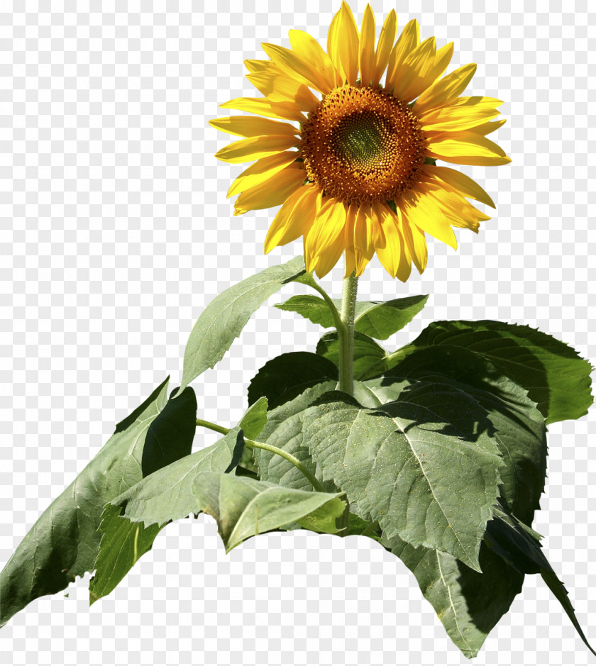 Sunflower Common Seed Daisy Family Plant PNG