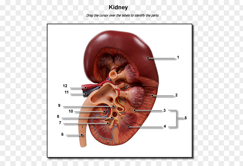 Kidney Human Body Excretory System Anatomy Renal Calyx PNG