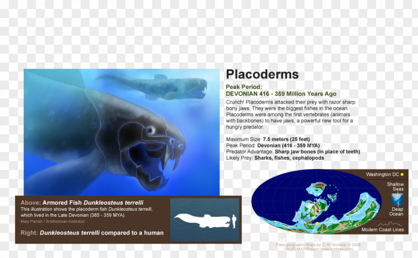 Nature Sea Animals Marine Microorganisms Biology Brand Brochure PNG