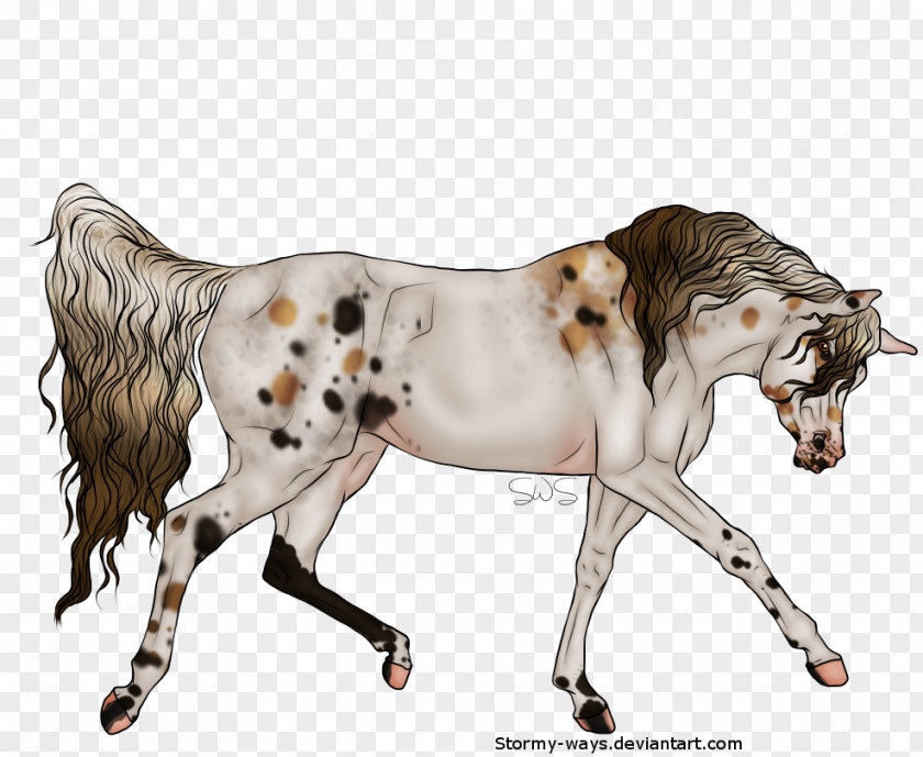 Old Arabic Mustang Stallion Pony Cat Fauna PNG