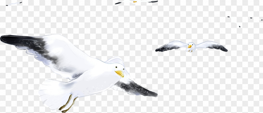 Bird European Herring Gull Gulls Sevastopol Feather PNG