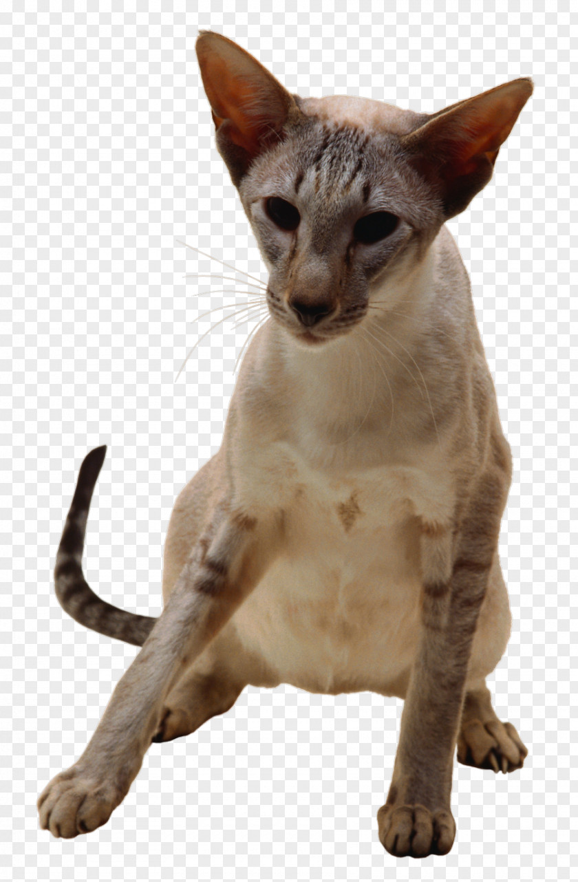 Cats Javanese Cat Oriental Shorthair German Rex Peterbald Devon PNG
