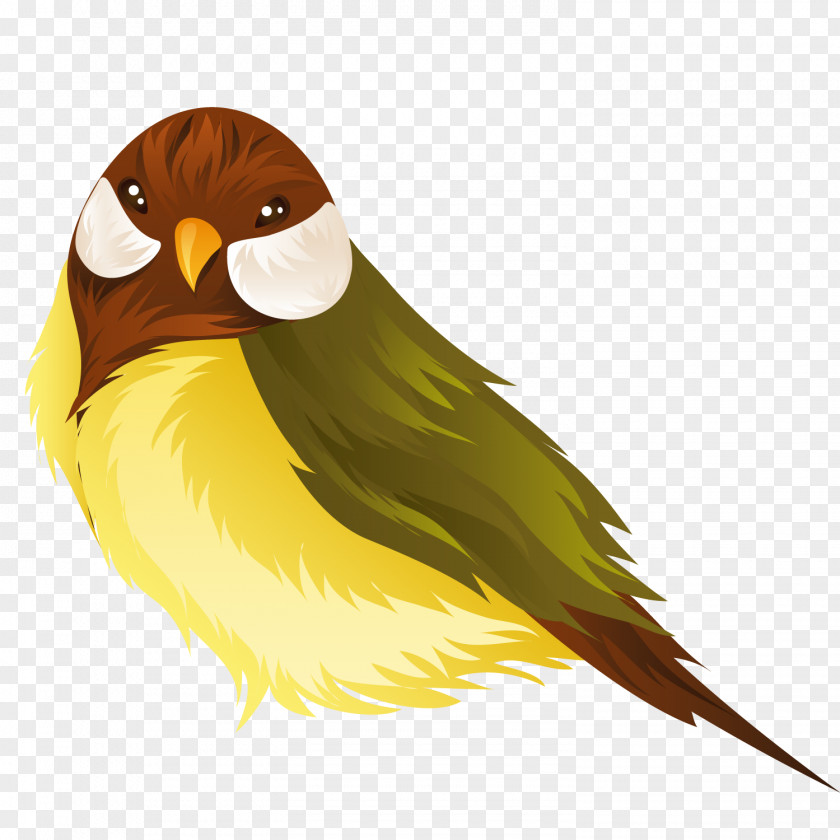 Green Bird Lovebird Parrot Domestic Canary PNG