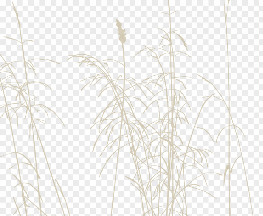 Line Twig Grasses Plant Stem Sky Plc PNG