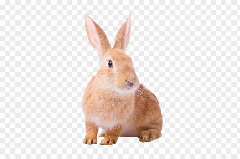 Rabbit Domestic European Hare Rodent PNG