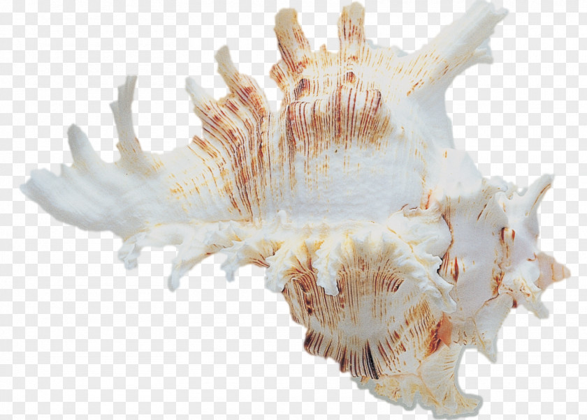 Shells Shankha Conchology Seashell Invertebrate PNG