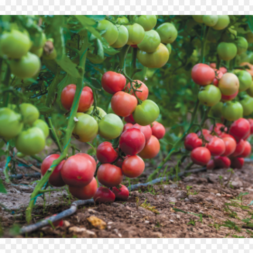 Tomato Bush Plant Burmese Grape Seed PNG