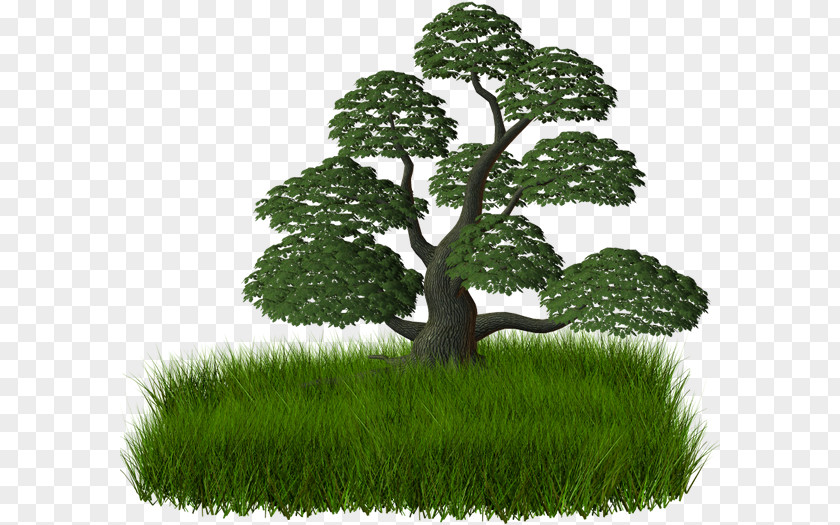 Tree Branch Raster Graphics Clip Art PNG