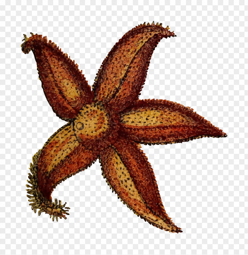 Vector Starfish Echinoderm Clip Art PNG