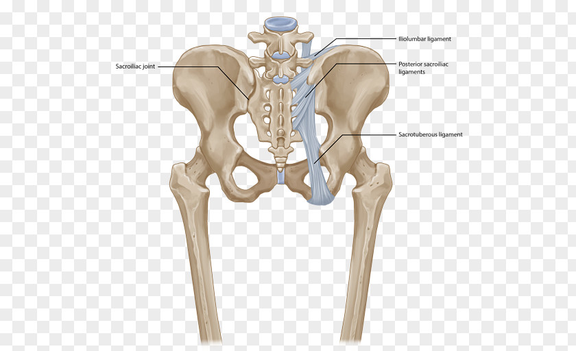 Back Pain Sacroiliac Joint Dysfunction Iliolumbar Ligament PNG