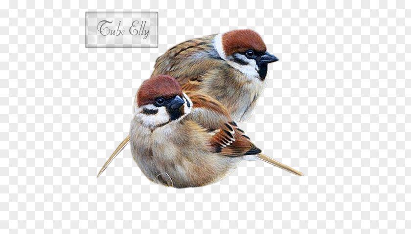 Bird House Sparrow Painting Drawing Art PNG