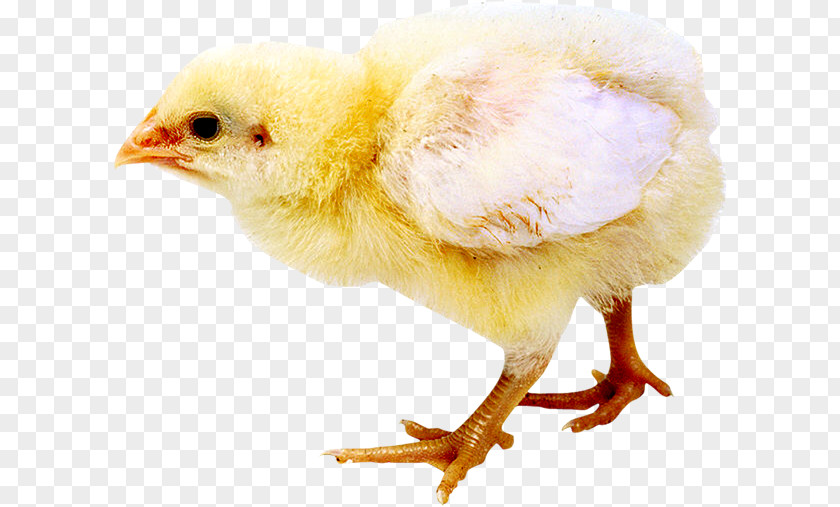 Chicken Click.to Web Browser HTML5 Audio PNG
