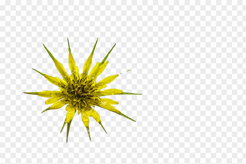 Dandelion Yellow PNG