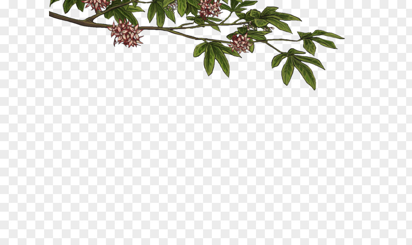 Leaf Twig Plant Stem Flowering PNG