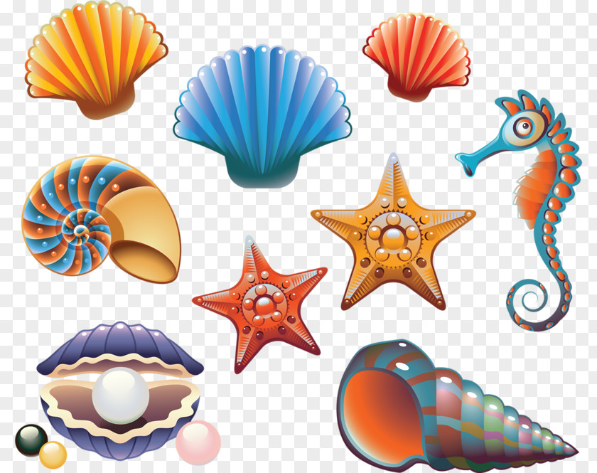Starfish Seashell Drawing Royalty-free Illustration PNG