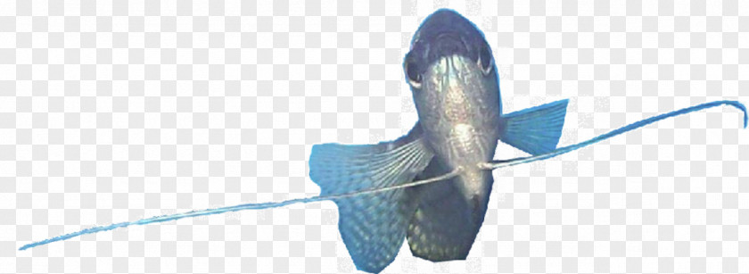 Aster Зоомагазин «Гарфилд» Trichogaster Aquarium Ornamental Fish PNG