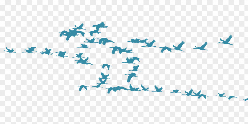 Birds Bird Migration Crane Flock Animal PNG