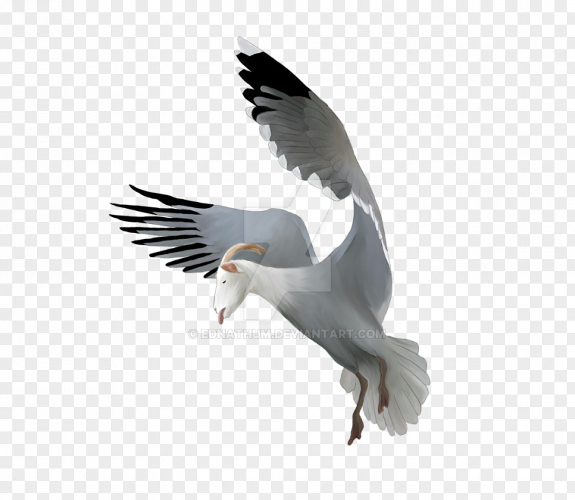 Feather European Herring Gull Great Black-backed Gulls Wildlife Fauna PNG