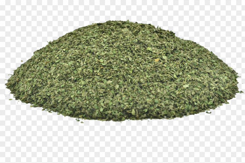 Moringa Drumstick Tree Herb Chamomile Rennet Leaf PNG