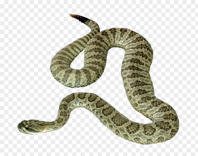 PARADİSE Snake Reptile Clip Art PNG