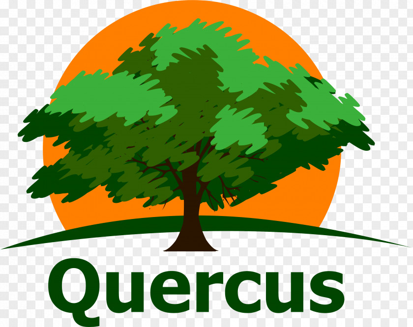 Quercus Clip Art Green Leaf Logo Periodic Table PNG
