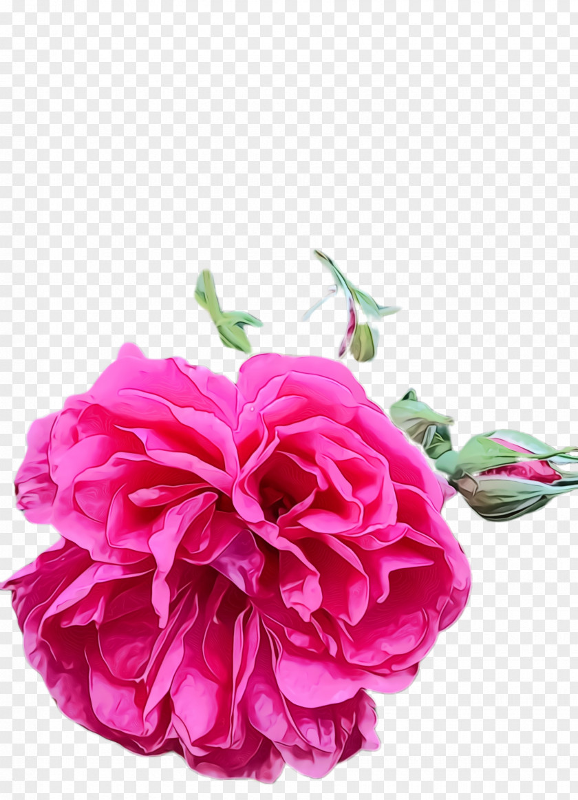 Flowering Plant Cut Flowers Rose PNG