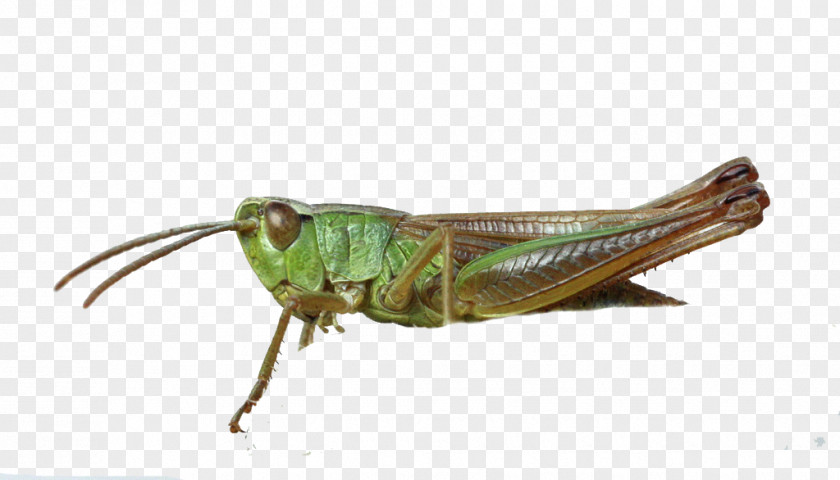 Grasshopper Locust Insect PNG