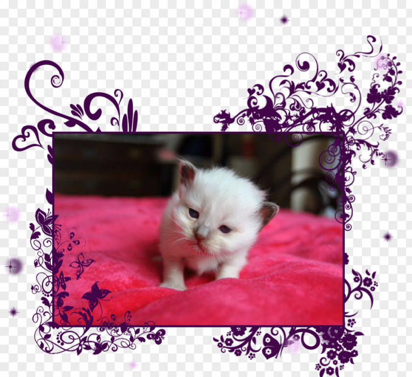 Kitten Persian Cat Birman Puppy Whiskers PNG