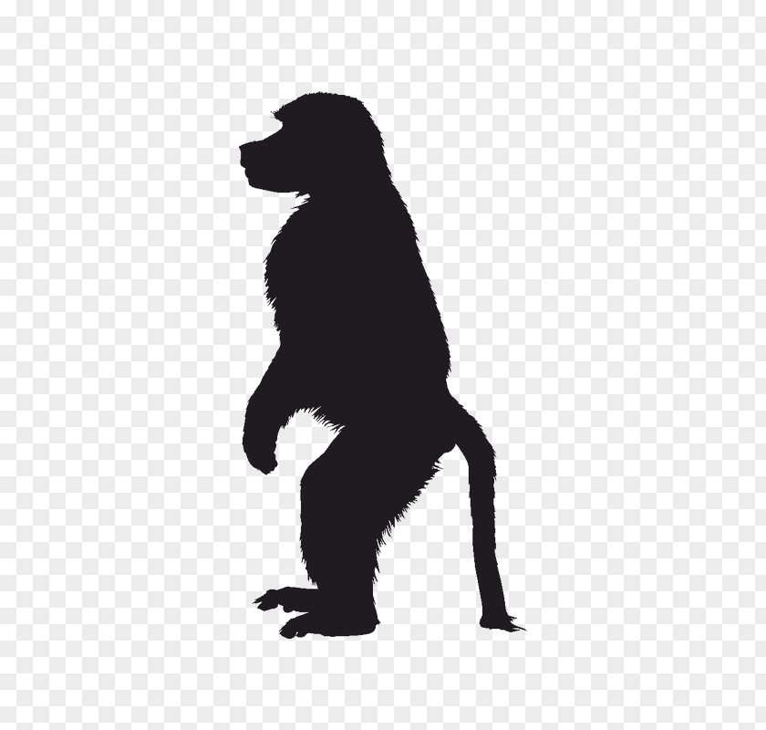Monkey Primate Ape Mandrill Image PNG