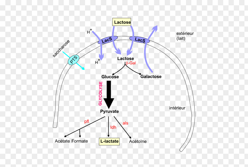 Streptococcus Thermophilus Diagram Lactobacillus Acidophilus Gram Stain Delbrueckii Subsp. Bulgaricus PNG