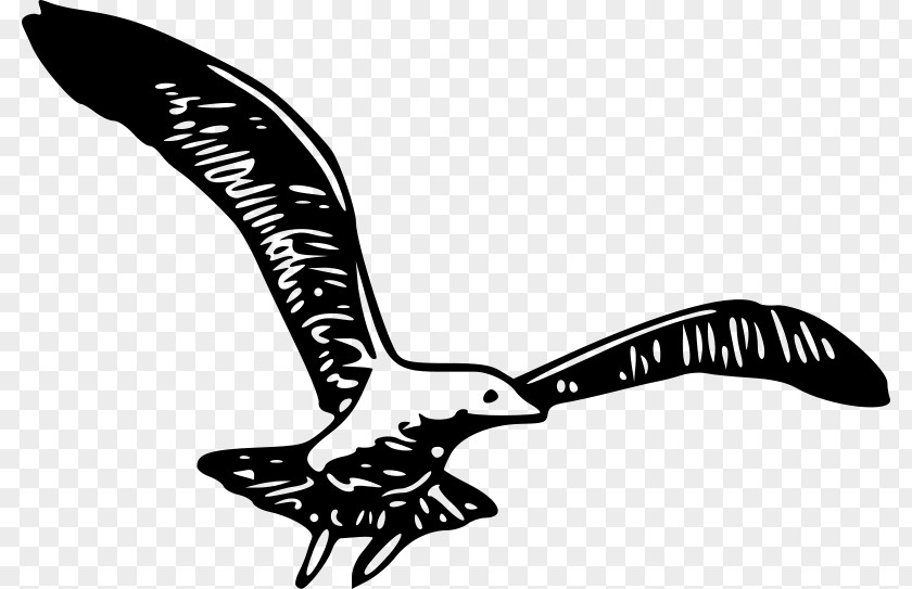 Bird Wing Clip Art PNG