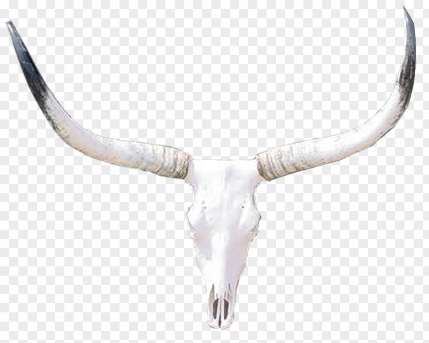 Dallas Cowboys Cattle Bone PNG