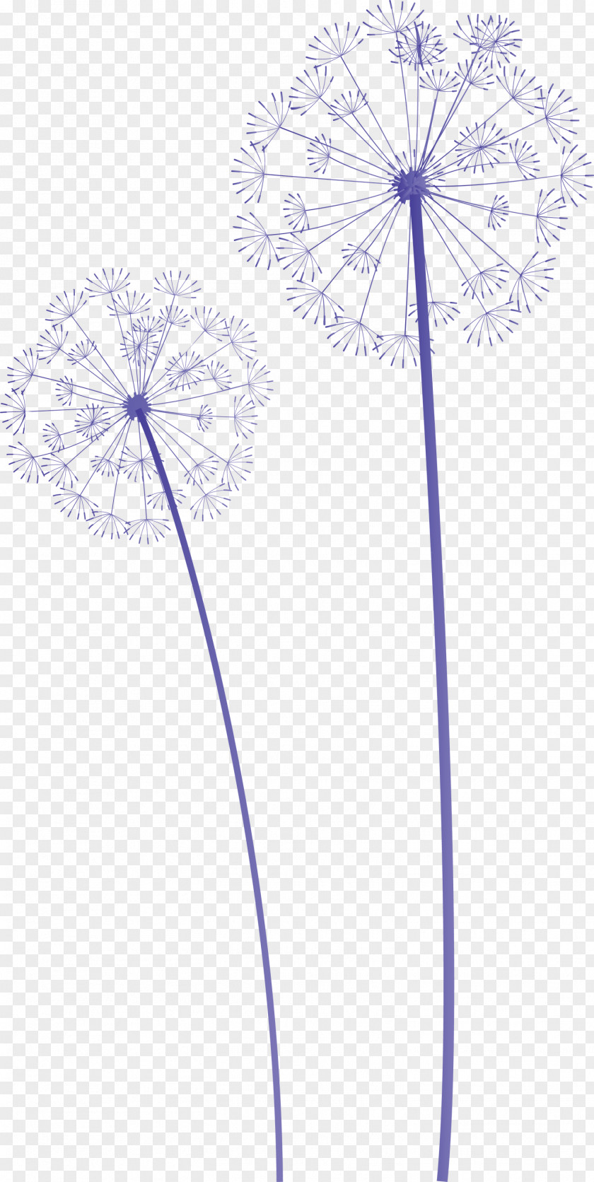 Dandelion PNG