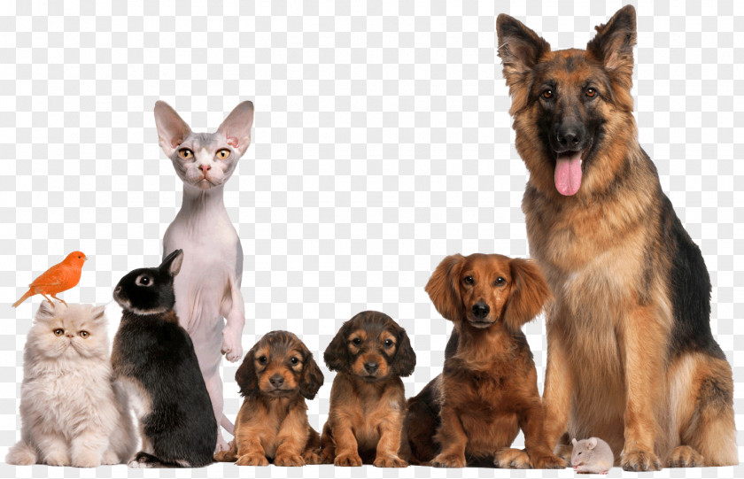 Dog Animal Shelter Pet Adoption Cat PNG