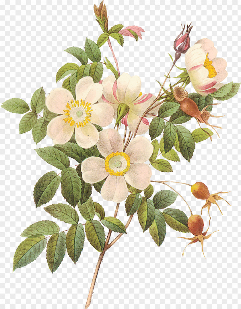 Flowers Illustration PNG flowers illustration clipart PNG