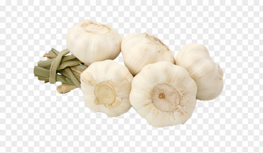 Garlic World Food Vegetable Allicin PNG
