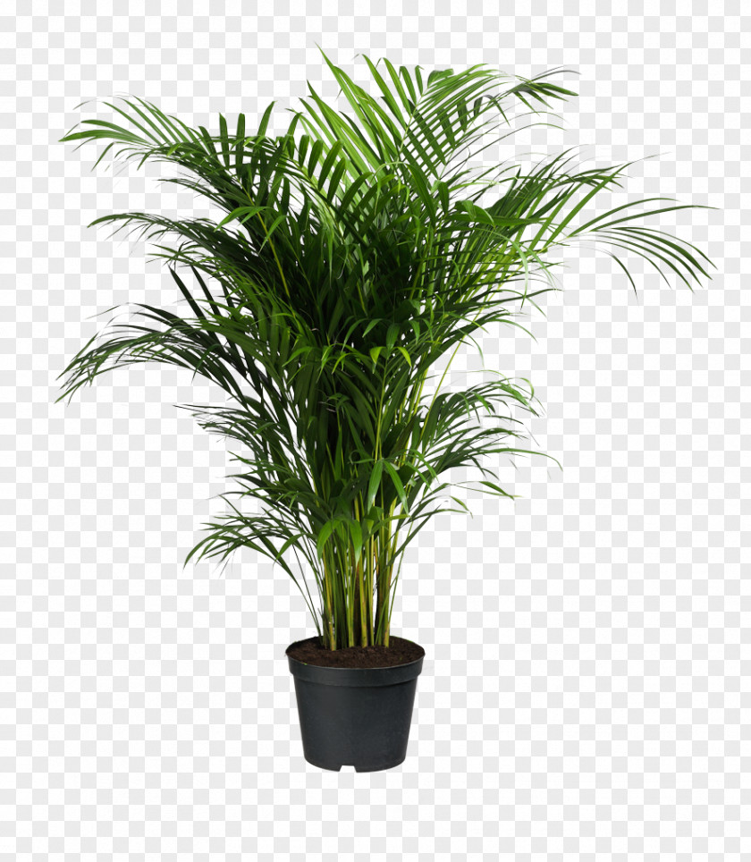 Potted Plants Howea Forsteriana Ravenea Areca Palm Houseplant PNG